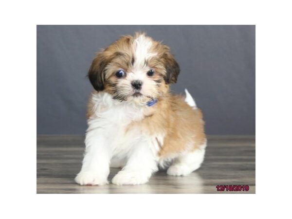 Shih Tzu DOG Female Red / White 18494 Petland Dalton, Georgia