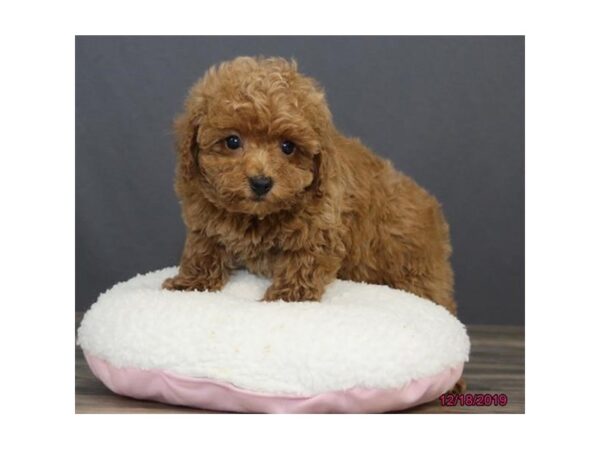 Poodle-DOG-Female-Red-18493-Petland Dalton, Georgia