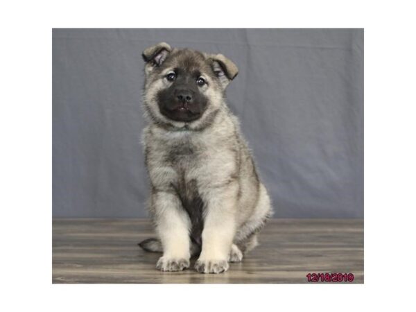 Norwegian Elkhound DOG Male Gray Black / Silver 18492 Petland Dalton, Georgia