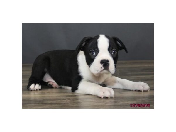 Boston Terrier DOG Male Black / White 8141 Petland Dalton, Georgia