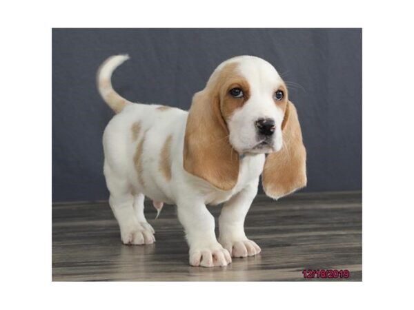 Basset Hound-DOG-Male-Apricot-8142-Petland Dalton, Georgia