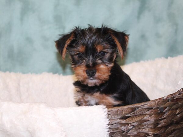 Yorkshire Terrier DOG Female BLK TAN 8136 Petland Dalton, Georgia