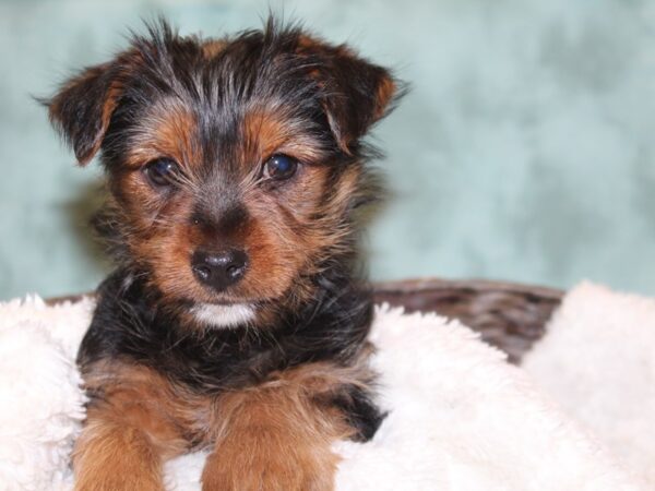 Yorkshire Terrier DOG Male BLK TAN 8139 Petland Dalton, Georgia