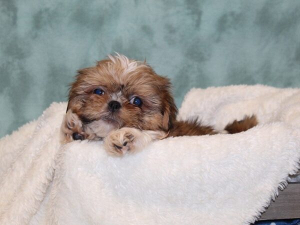 Teddy Bear DOG Male brown white 8140 Petland Dalton, Georgia