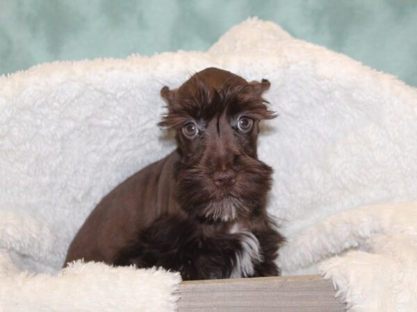 Mini Schnauzer-DOG-Male-LIVER-8137-Petland Dalton, Georgia