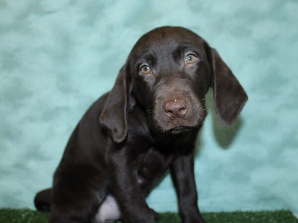 Labrador Retriever DOG Female Chocolate 18487 Petland Dalton, Georgia