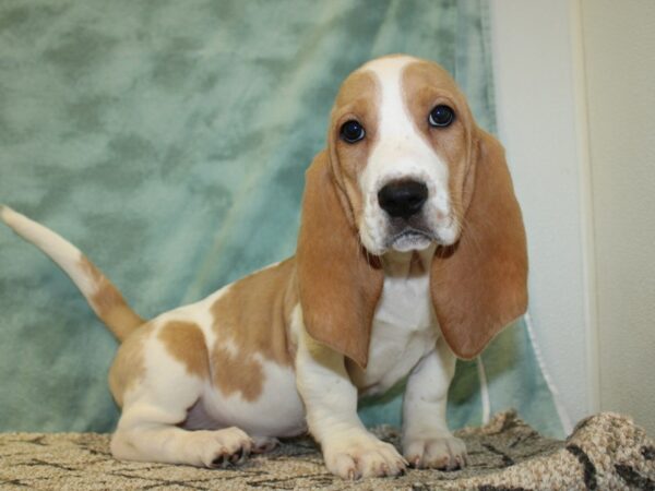 Basset Hound DOG Female Apricot 18503 Petland Dalton, Georgia