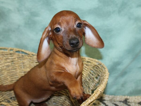 Dachshund-DOG-Female-Wild Boar-18504-Petland Dalton, Georgia