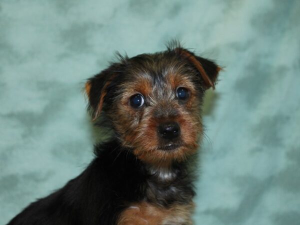 Yorkshire Terrier DOG Female BLK TAN 18500 Petland Dalton, Georgia