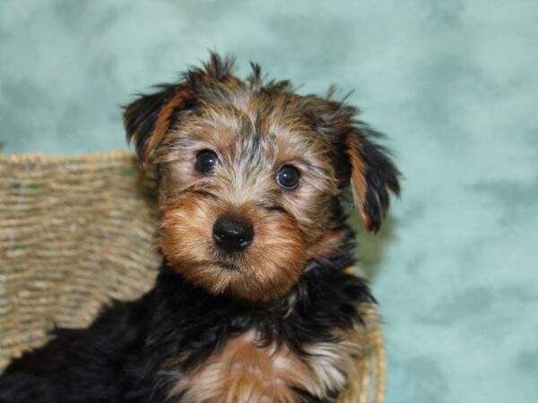 Yorkshire Terrier DOG Male BLK TAN 18501 Petland Dalton, Georgia