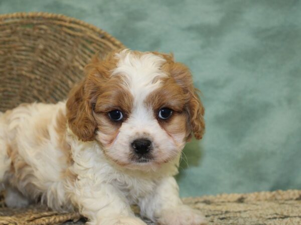 Cavachon DOG Male Blenheim 18502 Petland Dalton, Georgia