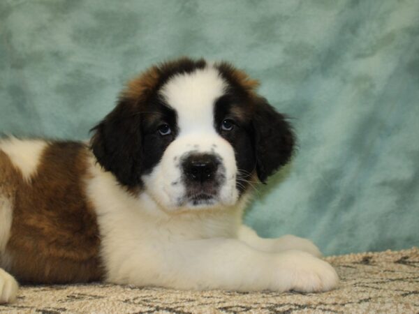 Saint Bernard DOG Male Sable & White 18499 Petland Dalton, Georgia