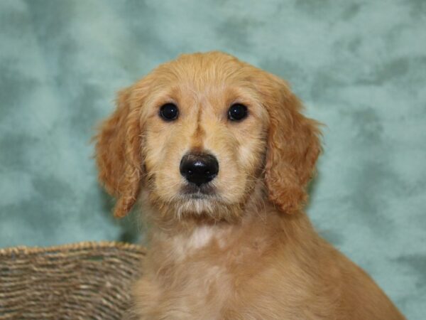 Goldendoodle DOG Male Red 18496 Petland Dalton, Georgia