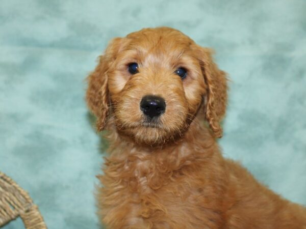 Goldendoodle DOG Female Red 18495 Petland Dalton, Georgia