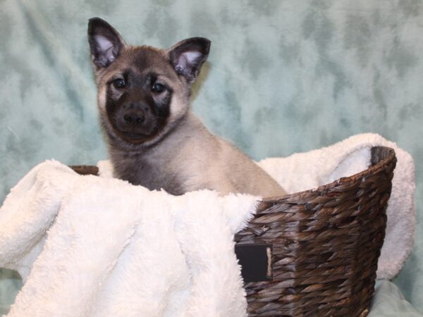 Norwegian Elkhound DOG Male Gray Black / Silver 8152 Petland Dalton, Georgia