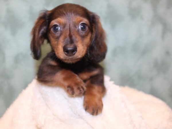 Dachshund-DOG-Male-RED-8151-Petland Dalton, Georgia