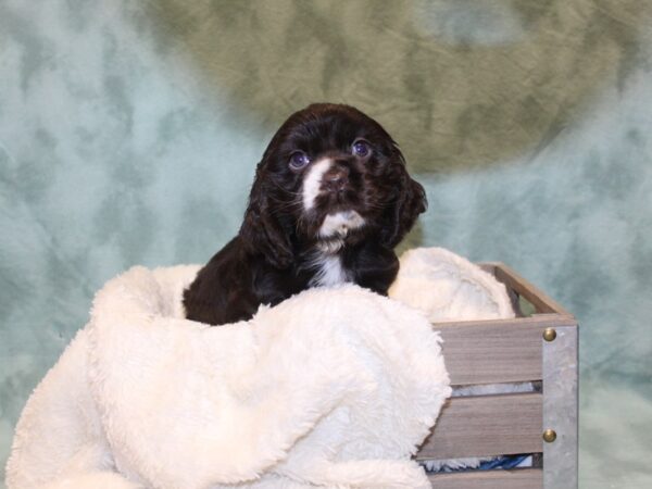 Cocker Spaniel DOG Female CHOC WHITE 8150 Petland Dalton, Georgia