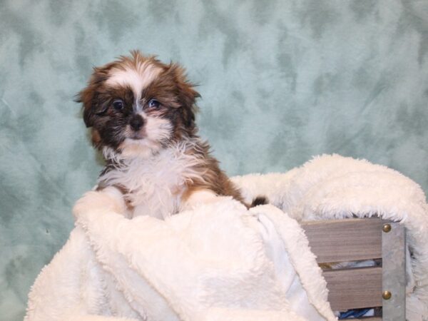 Shih Tzu DOG Female BROWN WHITE 8149 Petland Dalton, Georgia