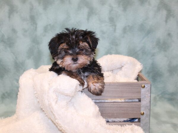 Morkie-DOG-Female-BLK TAN-8147-Petland Dalton, Georgia