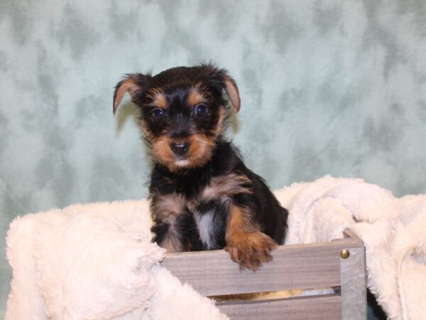 Yorkshire Terrier DOG Male BLK TAN 8145 Petland Dalton, Georgia