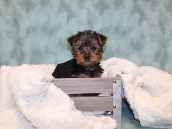 Yorkshire Terrier DOG Female BLK TAN 8144 Petland Dalton, Georgia