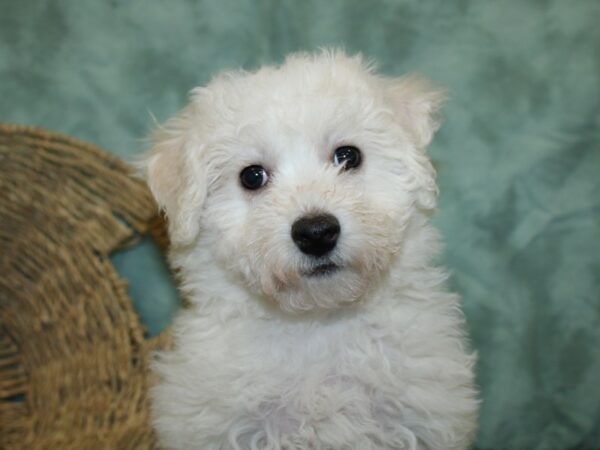 Bichon Frise DOG Female White 18507 Petland Dalton, Georgia