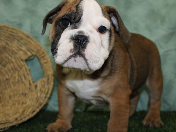 Bulldog DOG Male Sable / White 18508 Petland Dalton, Georgia