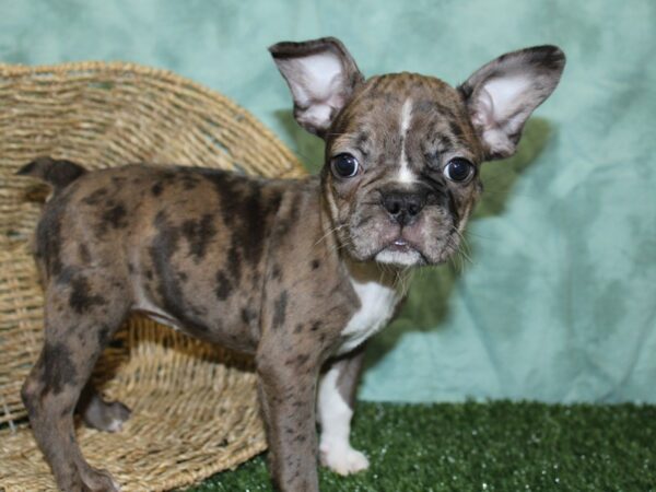 Frenchton DOG Female BLUE MERLE 18513 Petland Dalton, Georgia