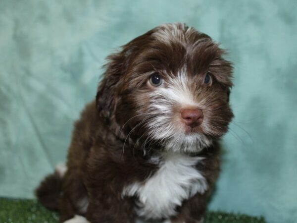 Havanese DOG Female LIVER WHT 18512 Petland Dalton, Georgia