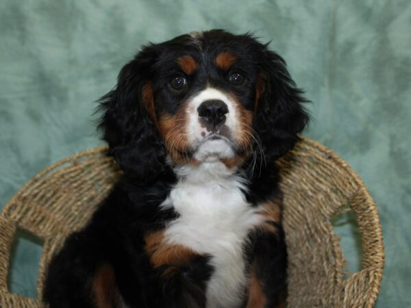 Mini Bernese-DOG-Male-Tri-18509-Petland Dalton, Georgia