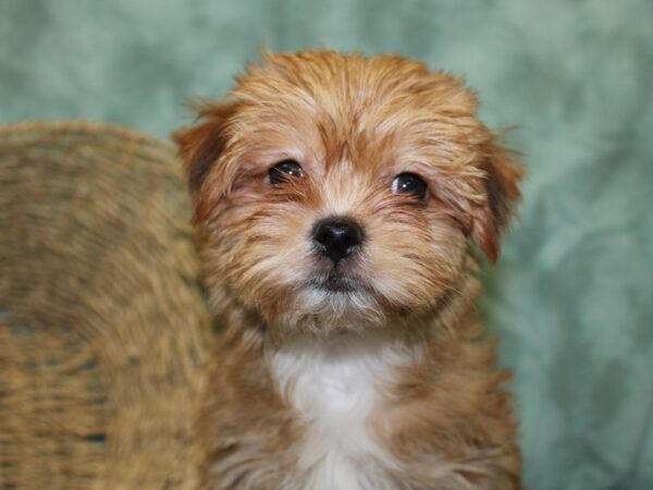 Shorkie DOG Female BEIGE 18511 Petland Dalton, Georgia