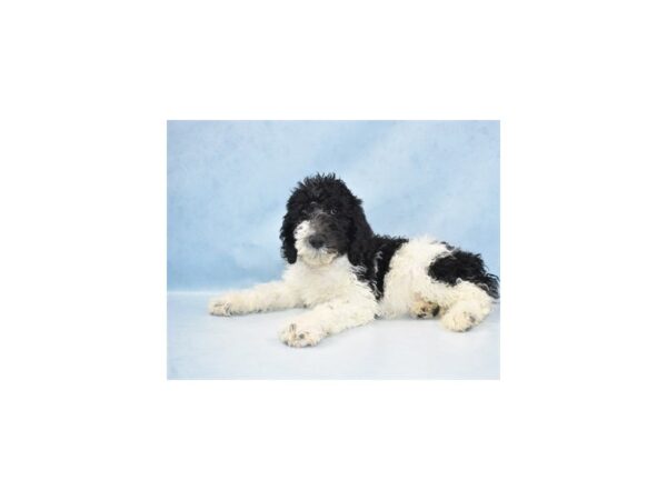 Standard Poodle-DOG-Male-Black and White-18517-Petland Dalton, Georgia