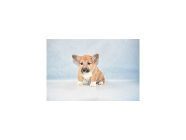 Pembroke Welsh Corgi DOG Male Red 18515 Petland Dalton, Georgia