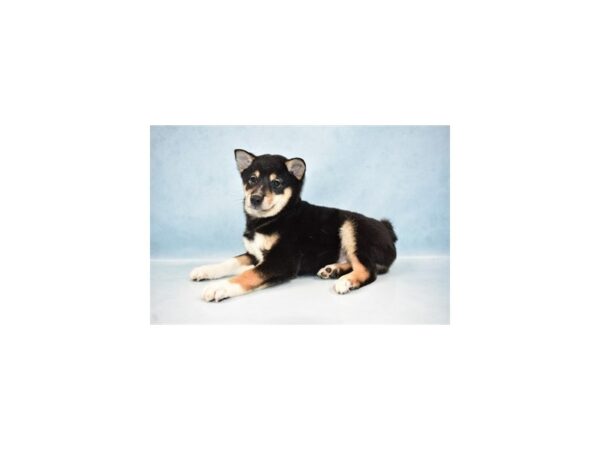 Shiba Inu DOG Male Black and Tan 18516 Petland Dalton, Georgia