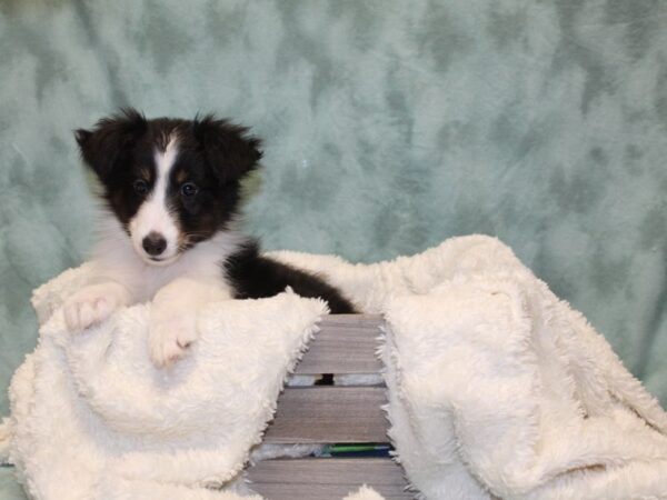 Shetland Sheepdog DOG Male Black White and Tan 8171 Petland Dalton, Georgia