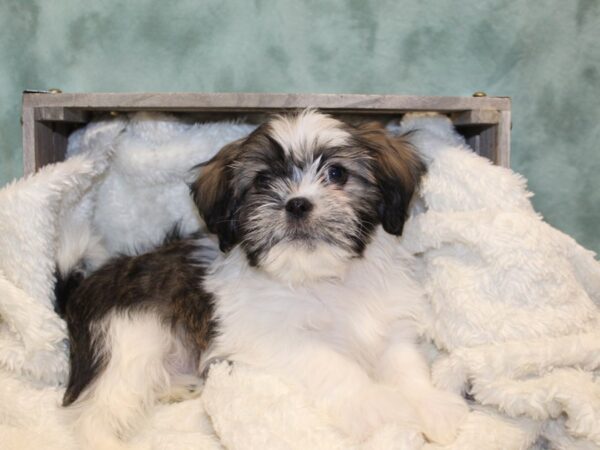 Lhasa Apso-DOG-Male-Grizzle-8170-Petland Dalton, Georgia