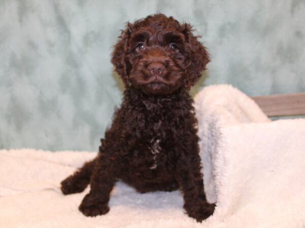 Cockapoo DOG Male Brown 8169 Petland Dalton, Georgia