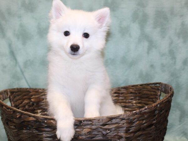 American Eskimo-DOG-Male-White-8167-Petland Dalton, Georgia