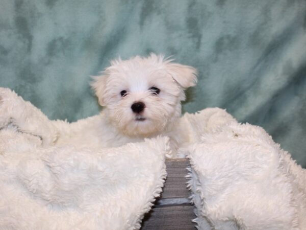 Maltese DOG Male White 8166 Petland Dalton, Georgia