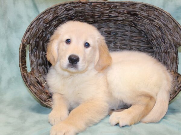 Golden Retriever DOG Male Light golden 8160 Petland Dalton, Georgia