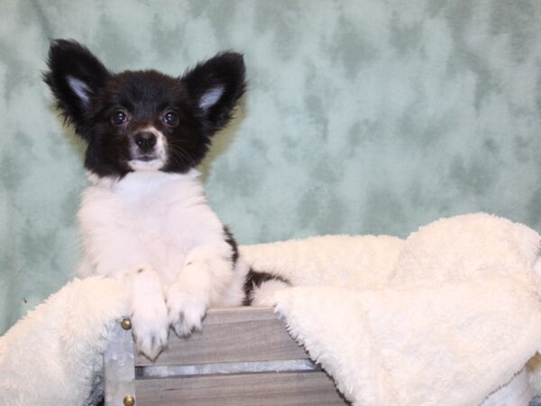 Papillon DOG Female Black / White 8159 Petland Dalton, Georgia