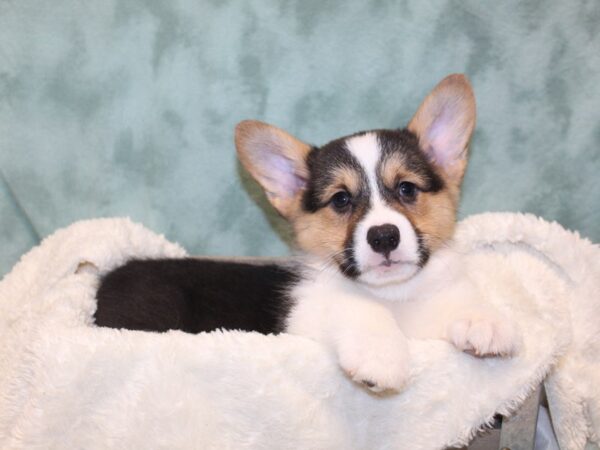 Pembroke Welsh Corgi DOG Male Black 8156 Petland Dalton, Georgia