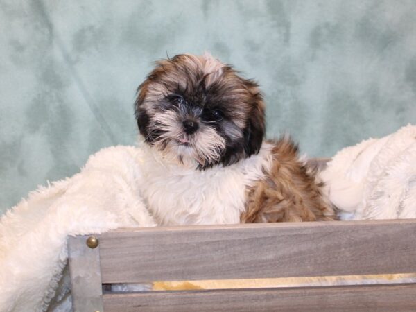 Shih Tzu DOG Male Chocolate / White 8155 Petland Dalton, Georgia