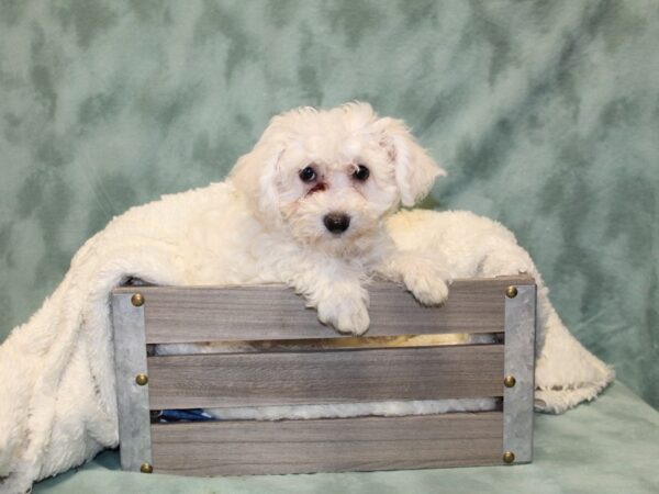 Bichon Frise DOG Female White 8154 Petland Dalton, Georgia