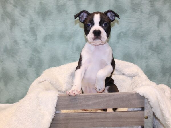 Boston Terrier DOG Female BLK WHT 8165 Petland Dalton, Georgia