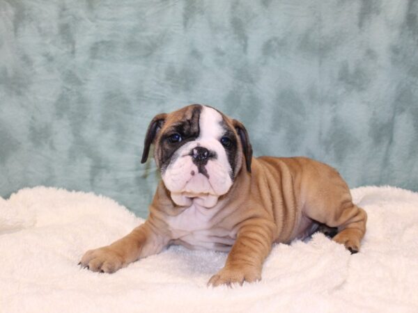 Bulldog-DOG-Male-Fawn / White-8153-Petland Dalton, Georgia