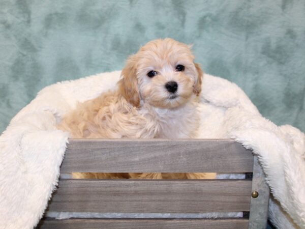 Bichapoo DOG Female RED 8162 Petland Dalton, Georgia