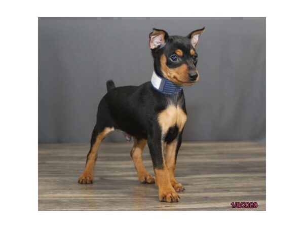 Miniature Pinscher DOG Male Black / Rust 8176 Petland Dalton, Georgia