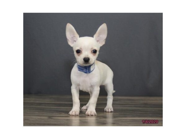 Chihuahua DOG Male Cream / White 8177 Petland Dalton, Georgia