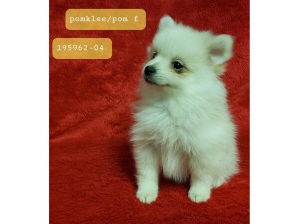 Alaskan Klee Kai/Pomeranian DOG Female Cream 8178 Petland Dalton, Georgia